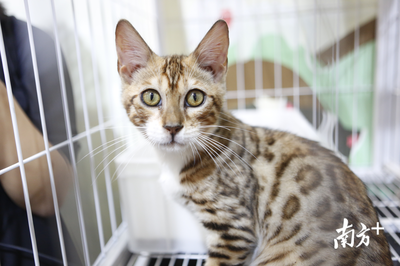 萌寵盛宴 深圳國(guó)際寵物展今日火熱開幕，全方位寵物服務(wù)點(diǎn)亮愛寵生活