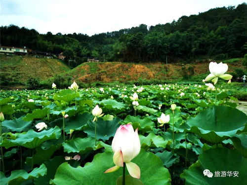 隆重推薦丨告訴你初夏華安鄉(xiāng)村游的一道最美風(fēng)景線